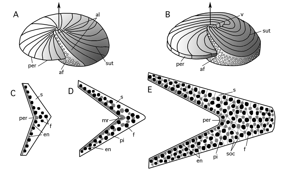 CG2007_A06_Fig_03