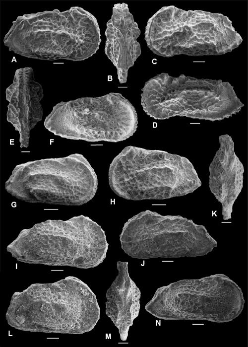 Pl. 7
