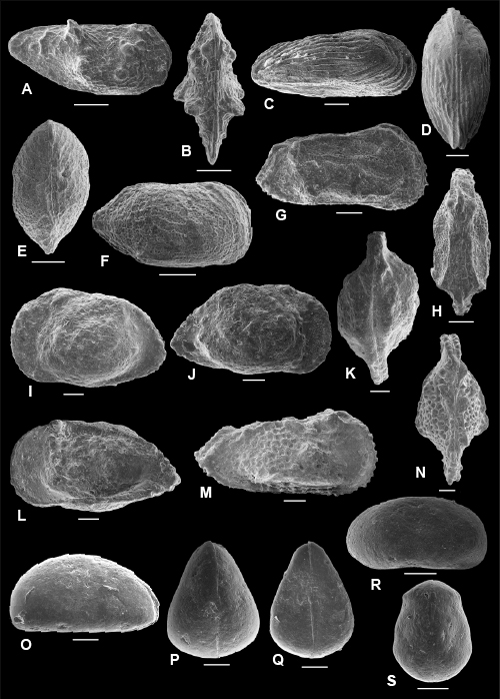 Pl. 10