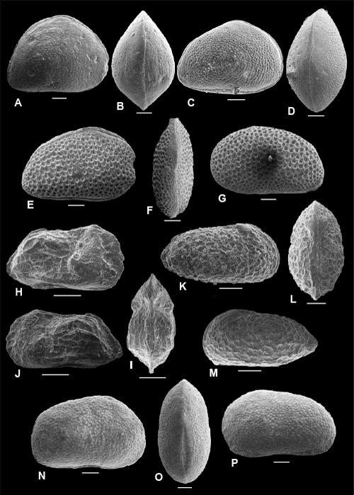 Pl. 11