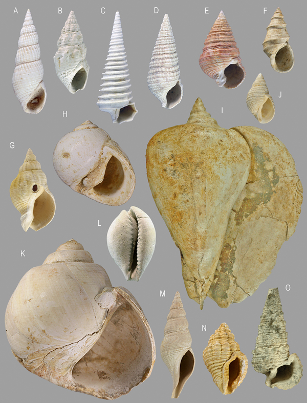 Fig. 8