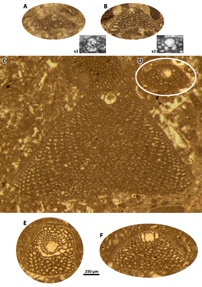 Fig. 8