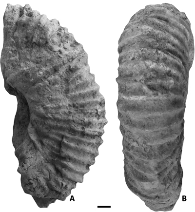 Pl. 1