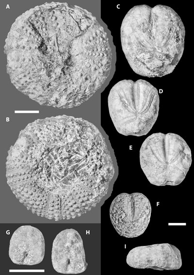 Pl. 3