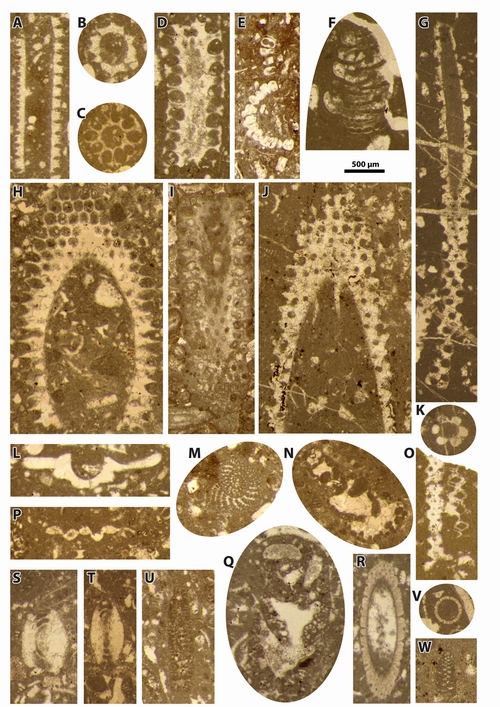 Pl. 4