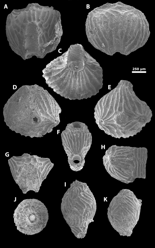 Pl. 3