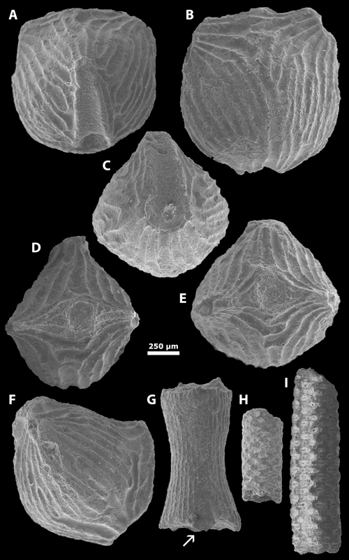 Pl. 4