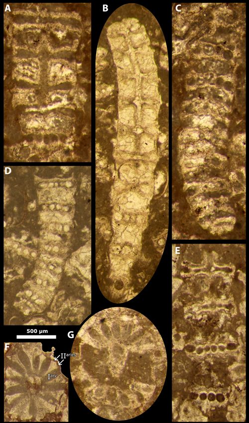 Pl. 7