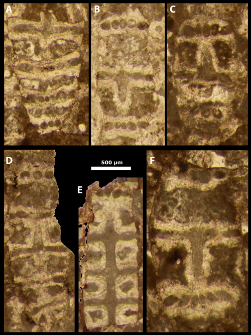 Pl. 8