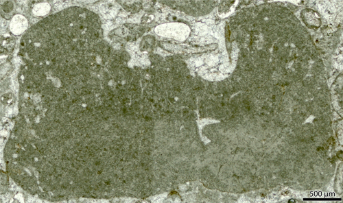 Fig. 8