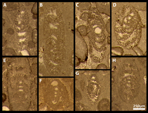 Fig. 9