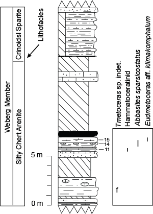 Pl. 13