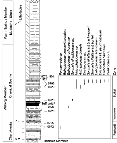 Pl. 19