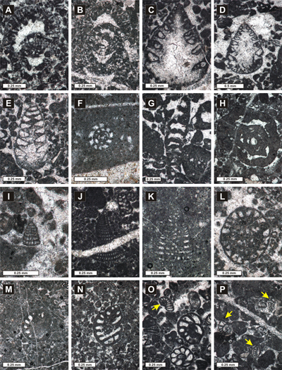 Fig. 6