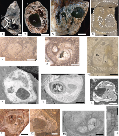 Fig. 4