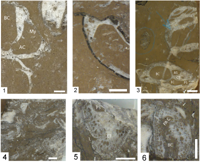 Fig. 6