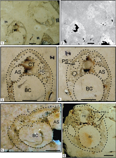 Fig. 7