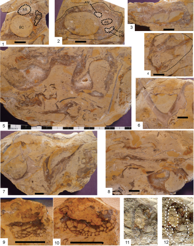 Fig. 9