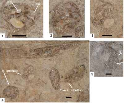 Fig. 10