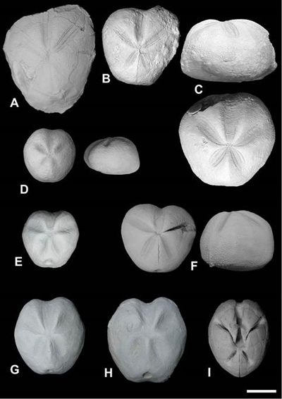 Fig. 9