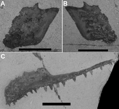 Fig. 5
