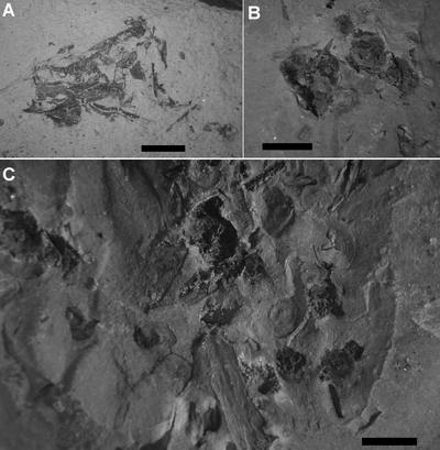 Fig. 6