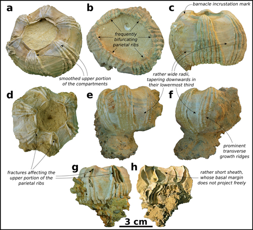 Fig. 5