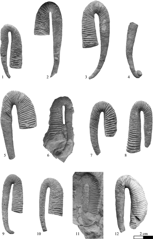 Pl. 1