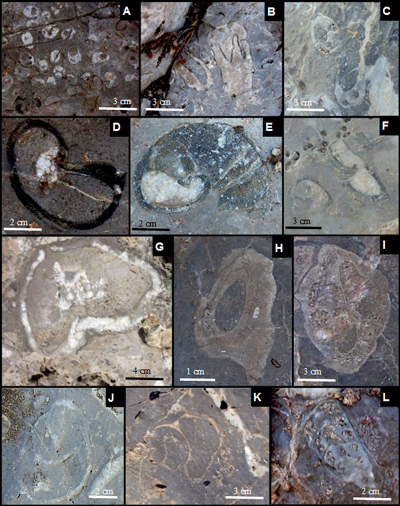 Fig. 8
