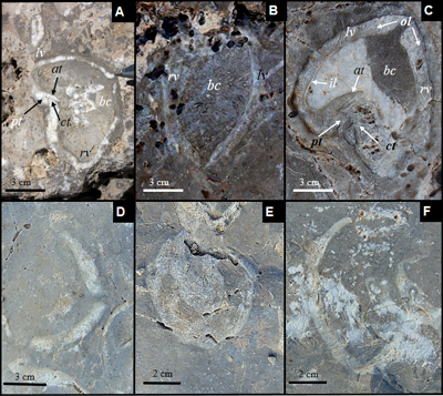 Fig. 8