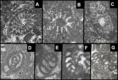 Fig. 8