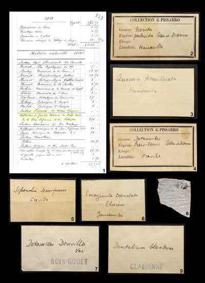 Pl. 1