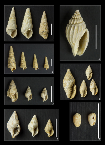 Pl. 3
