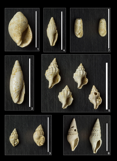 Pl. 4