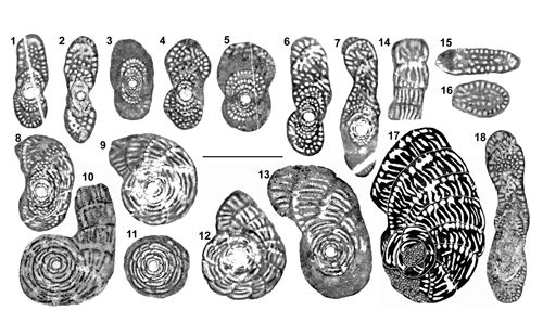 Fig. 5