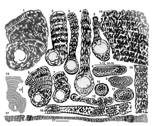 Fig. 12