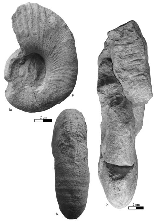 Pl. 1