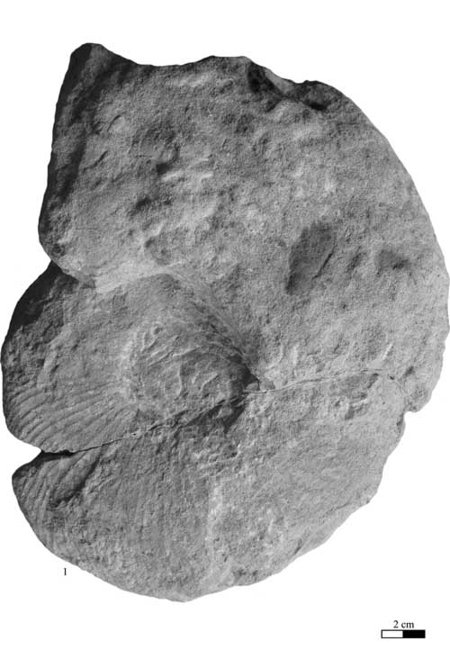 Pl. 2