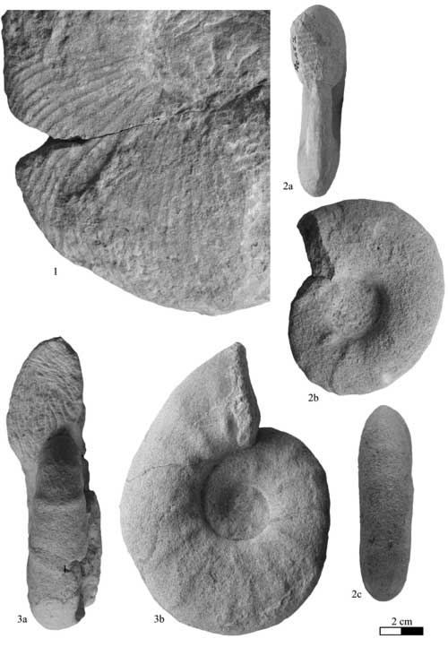 Pl. 3