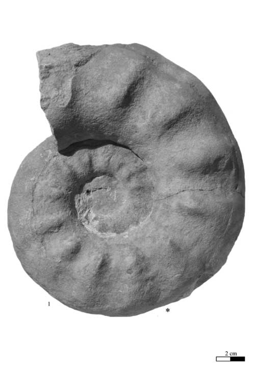 Pl. 4