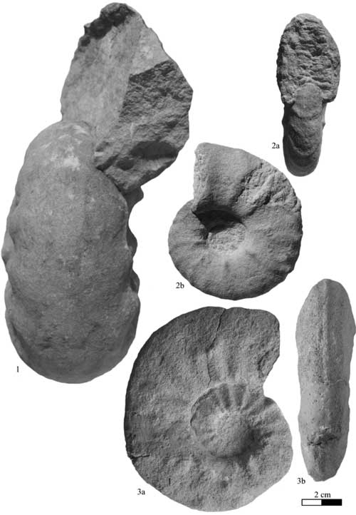 Pl. 5