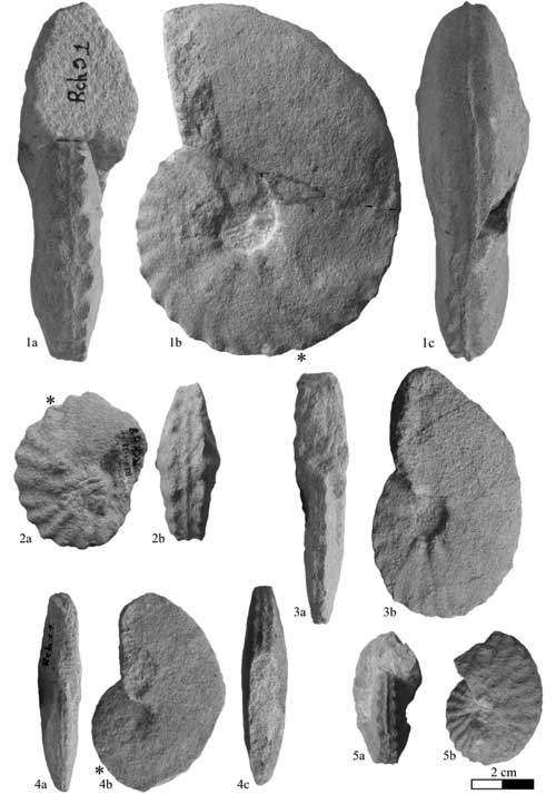 Pl. 6