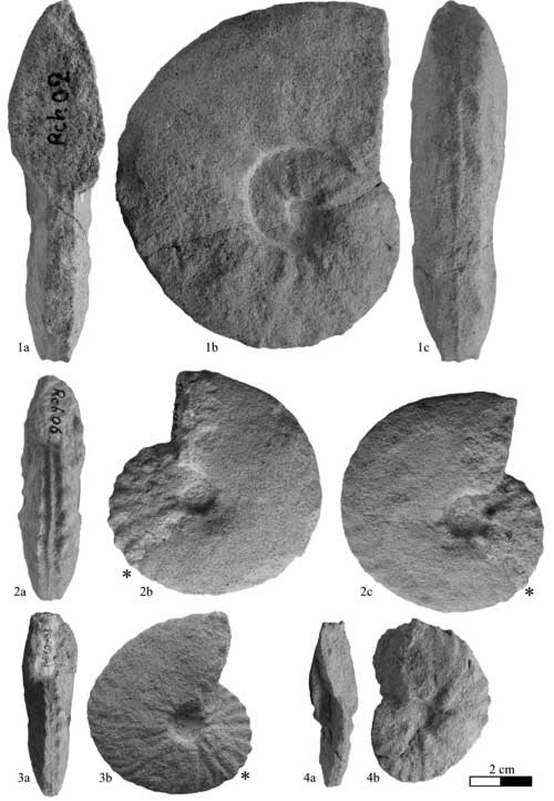 Pl. 7