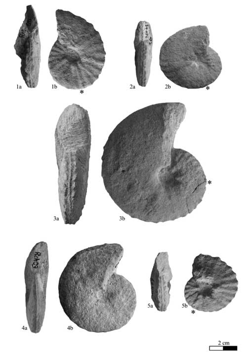 Pl. 8