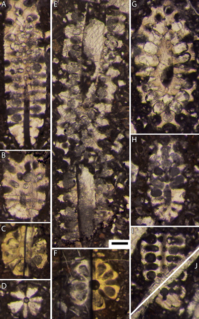Pl. 4