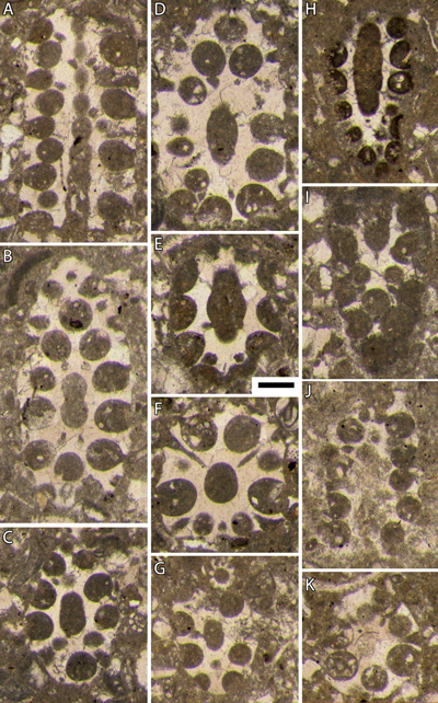 Pl. 6