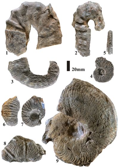Pl. 1
