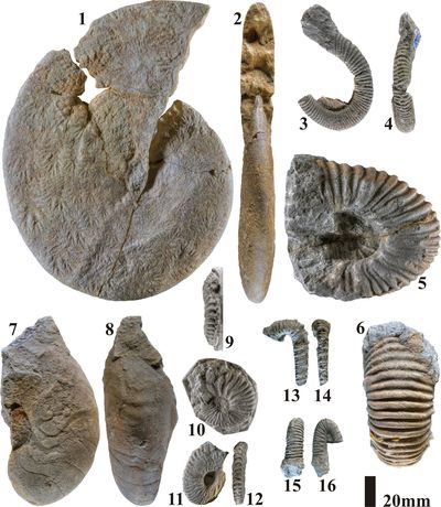Pl. 3