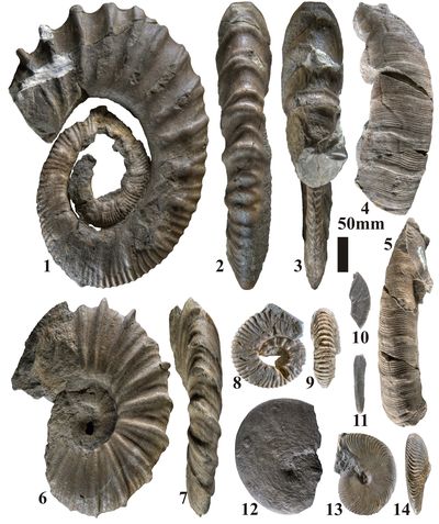 Pl. 4
