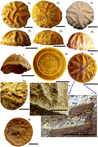 Pl. 1